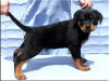 Mr Dk Blue 7.5 wks body 5629