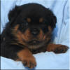 Mr Lt Green 4.5 wks 3688