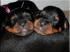 K Litter 1 week Miss Mauve and Mr Yellow 2