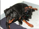 Atsy and P Litter 12Hrs old 2701