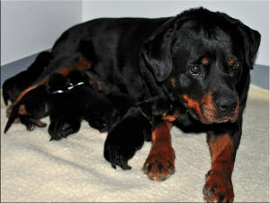 Atsy and X litter 0078